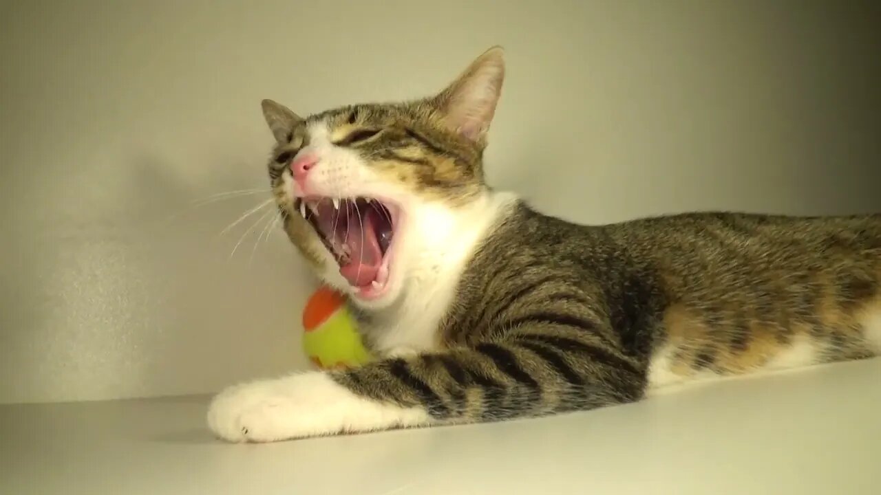 The Big Yawn of the Little Cat