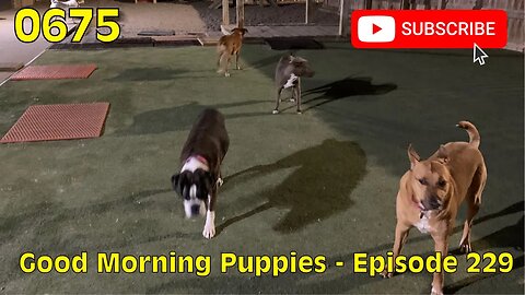 [0675] GOOD MORNING PUPPIES - EPISODE 229 [#dogs #doggos #doggies #puppies #dogdaycare]