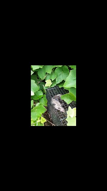 TPM - PK6WBJ - Caught a possum 😲