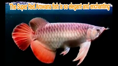 The Super Red Arowana fish is so elegant and enchanting