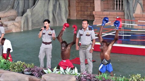 Orangutan Boxing | Funny Monkey Boxing🤣