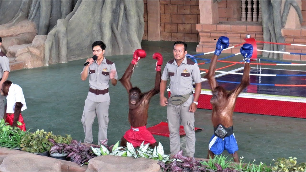 Orangutan Boxing | Funny Monkey Boxingð€£