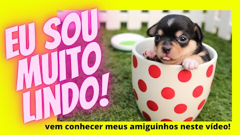 Funny and cute animals - Cute Dogs