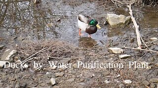 Ducks by Water Purification Plant.