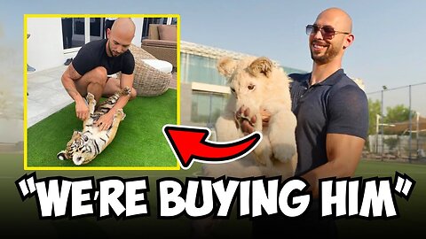 Andrew Tate TRIES To Buy A TIGER!