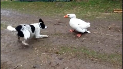 Funny Dog with Duck Compilation