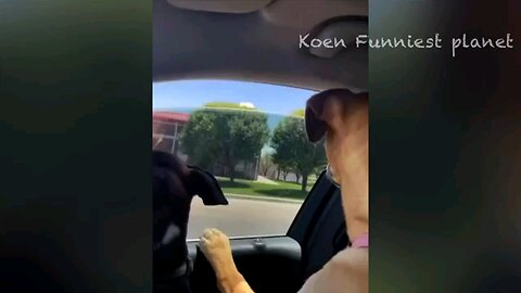 #funny dogs compilation