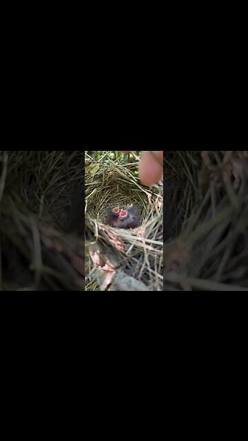 A new breed of Chicken!