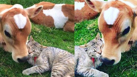 Cow ans Cat Friendship is Unbreakable Bond