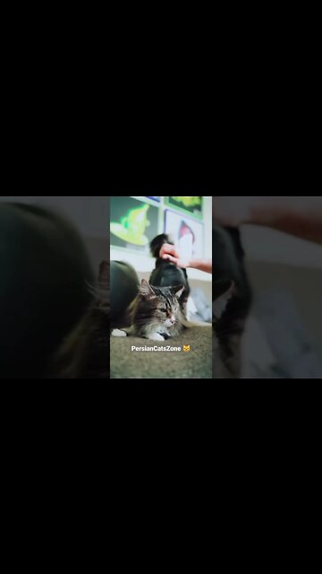 Subscribe For More Cat Videos 👉 Persian Cats Zone #persian #cats #zone #cutecat#shorts #catsoftiktok