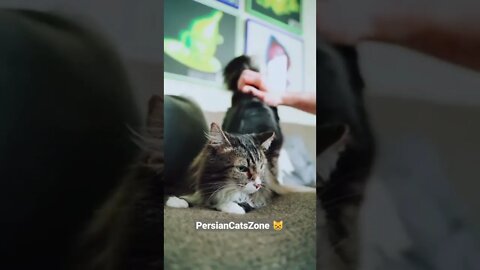 Subscribe For More Cat Videos 👉 Persian Cats Zone #persian #cats #zone #cutecat#shorts #catsoftiktok