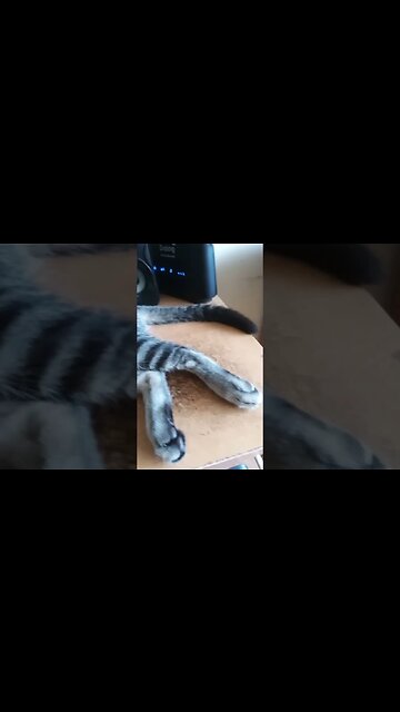 Cat sleeping on my headset.#catsleeping