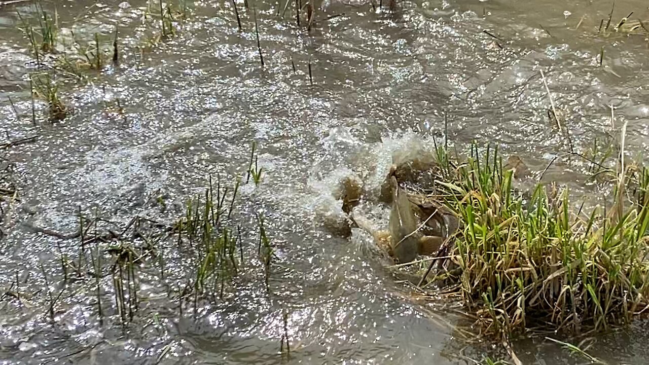 Carp Spawning