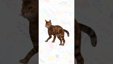 ✨A True explanation of why a cat should not Cross🤷‍♂️ |No:21|#trending #cat #ancient #facts #like