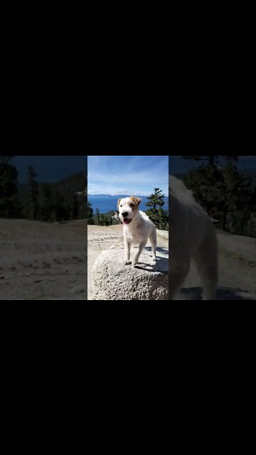 Handsome boy Ares Jack Russell dog