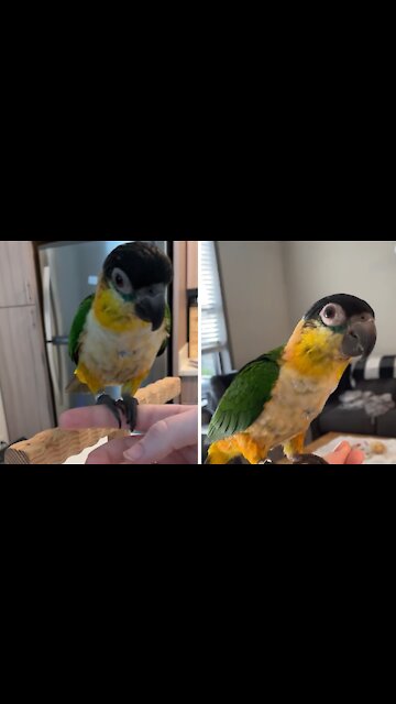 How to teach your bird to fly back to their perch