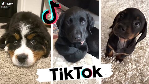 Funny Dogs of TikTok Part #2 🐶🐕