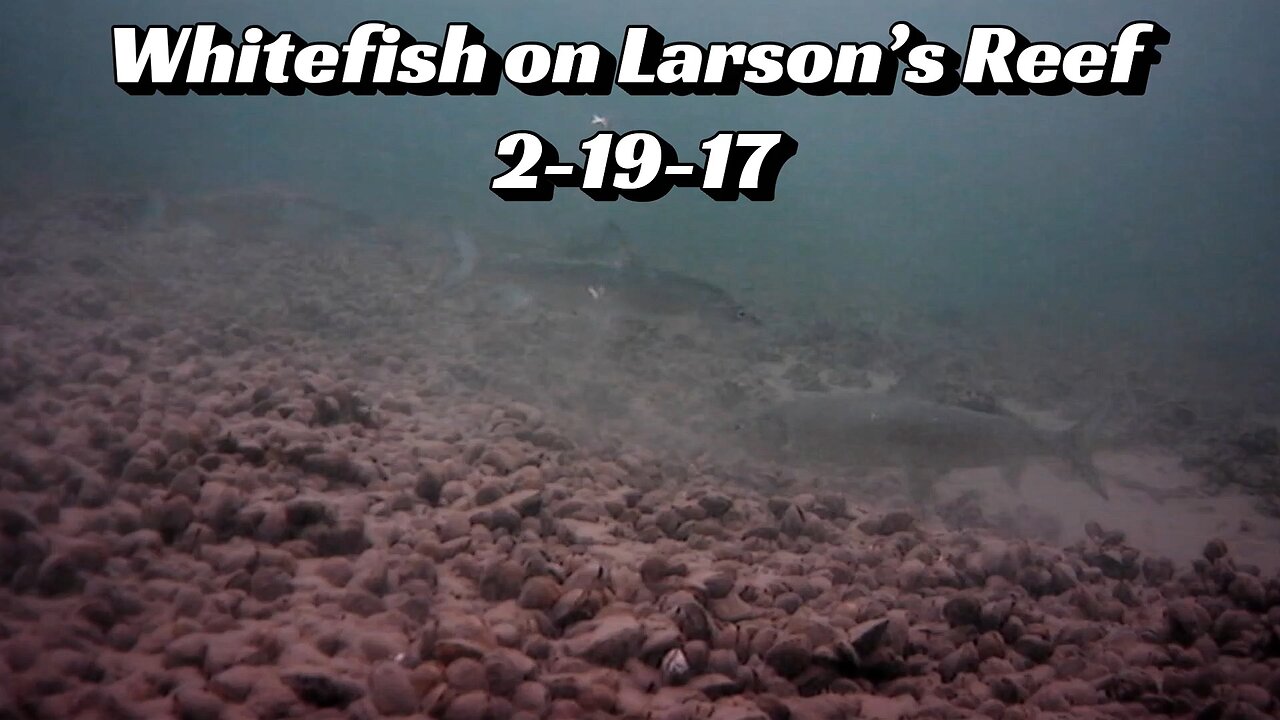 Whitefish on Larson’s Reef