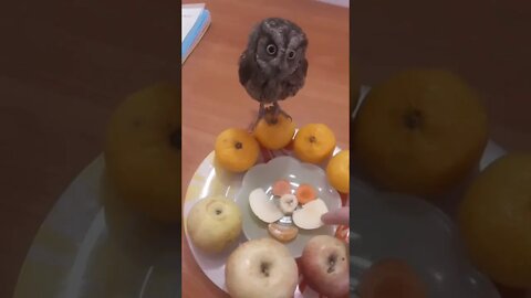 #shorts Смешные животные из Тик Ток 50 Funny animals from Tik Tok