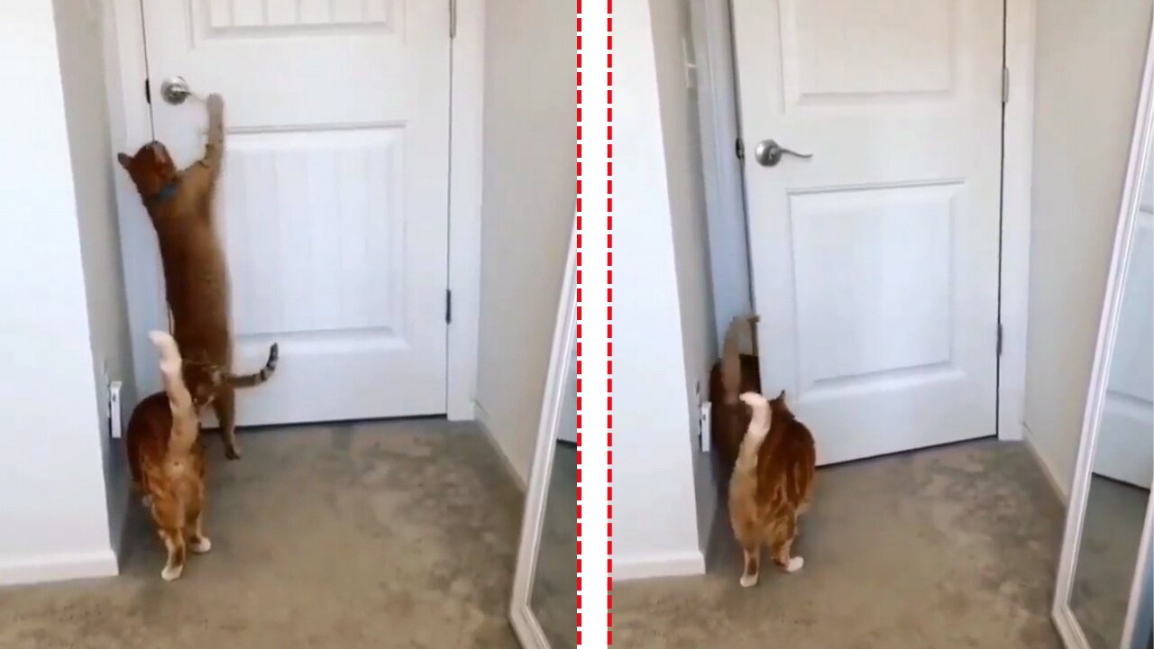 Clever kity knows how to open the door and escape