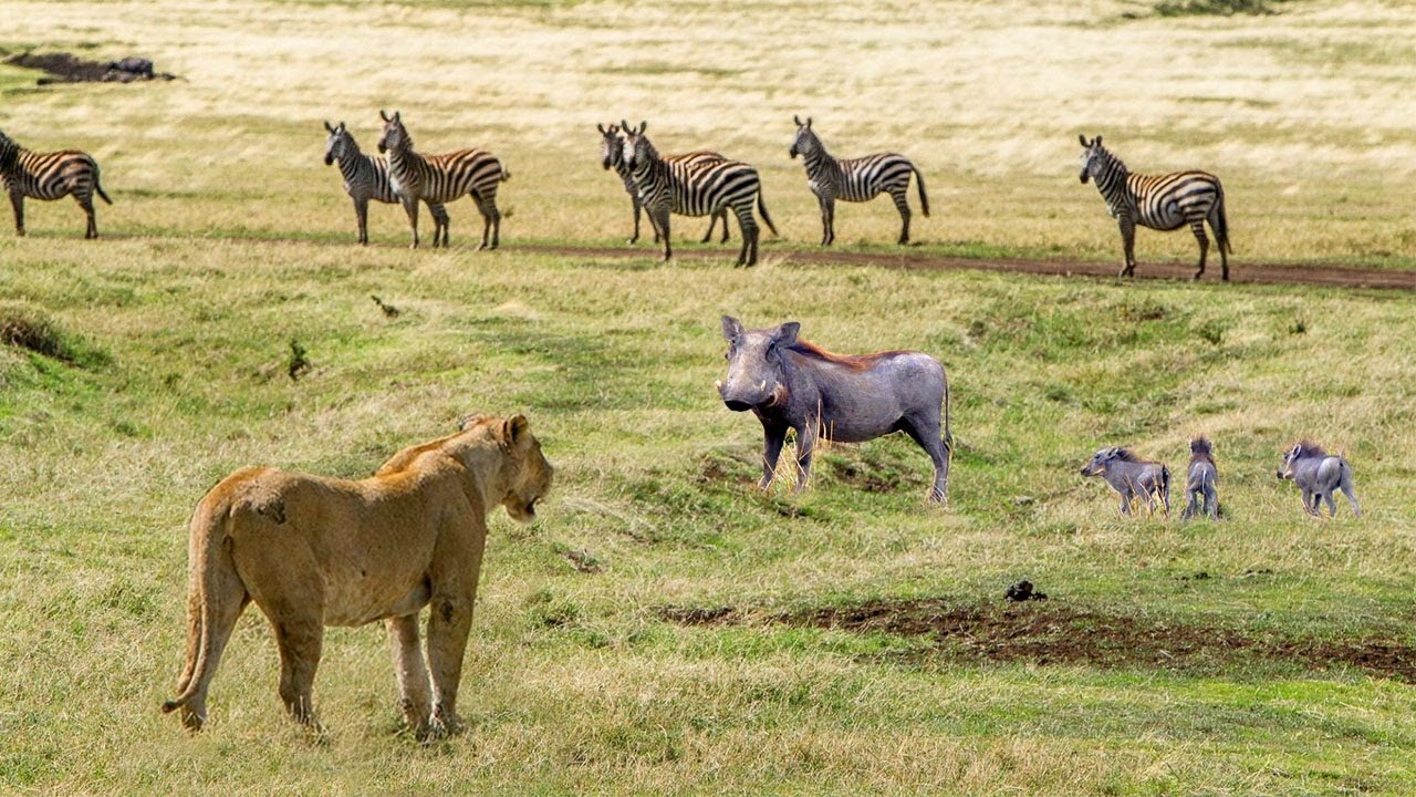 Scary Hyenas Revenge! Lion Was Torn To Pieces By Angry Hyenas In The Night - Hyenas Vs Lion