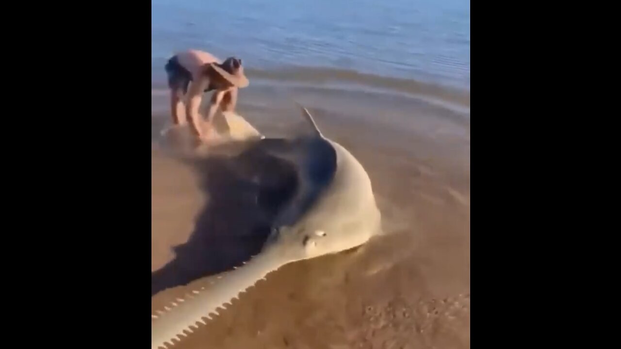 GIANT SAWFISH🏖️🐠🐟🦈🚣STRANDED AT SEASHORE🏝️🦈🌊🏄‍♂️💫