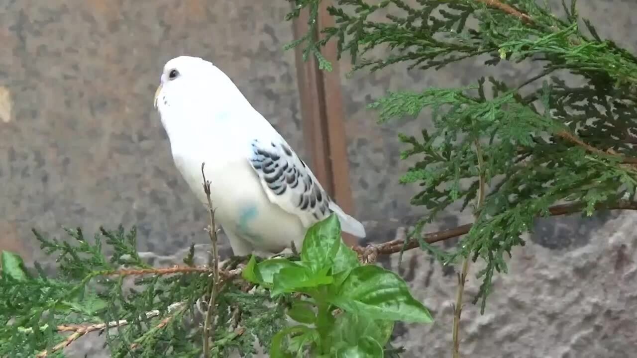 Cute australian parakeet singing happily in the garden