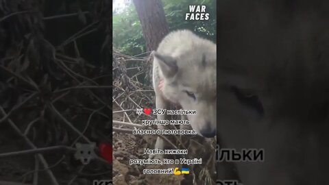 Perfect match between man and wolf