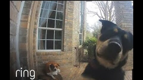 Family Dogs Learn to Use Doorbell to Get Owner’s Attention