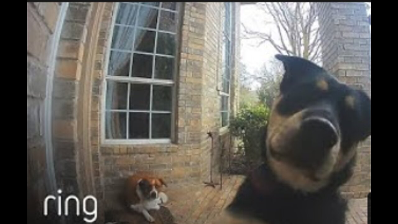 Family Dogs Learn to Use Doorbell to Get Owner’s Attention