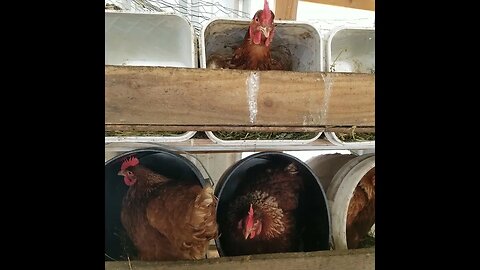 #chickens #egglayers #homesteading #farm