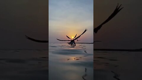 نورس ✨