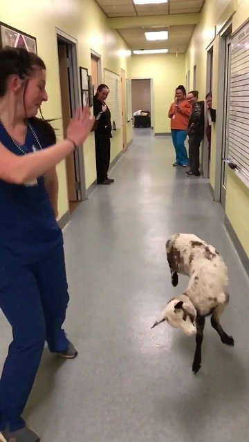 This Dancing Little Lamb Loves To 'Baa Baa Boogie'!