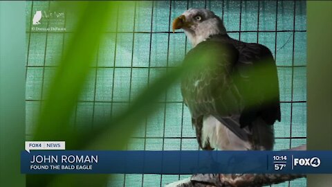 Injured bald eagle released