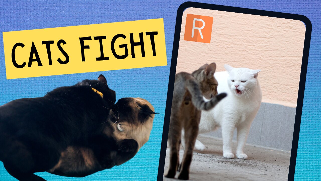 Cats Fight - Must watch !!!