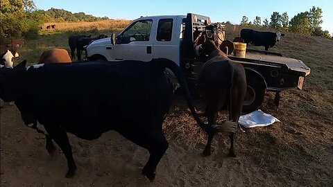 Mischievous Cows!