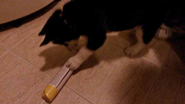 Puppy vs air freshener bottle