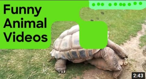 Funny Animal Videos | Epic Compilations of Animals Having Fun