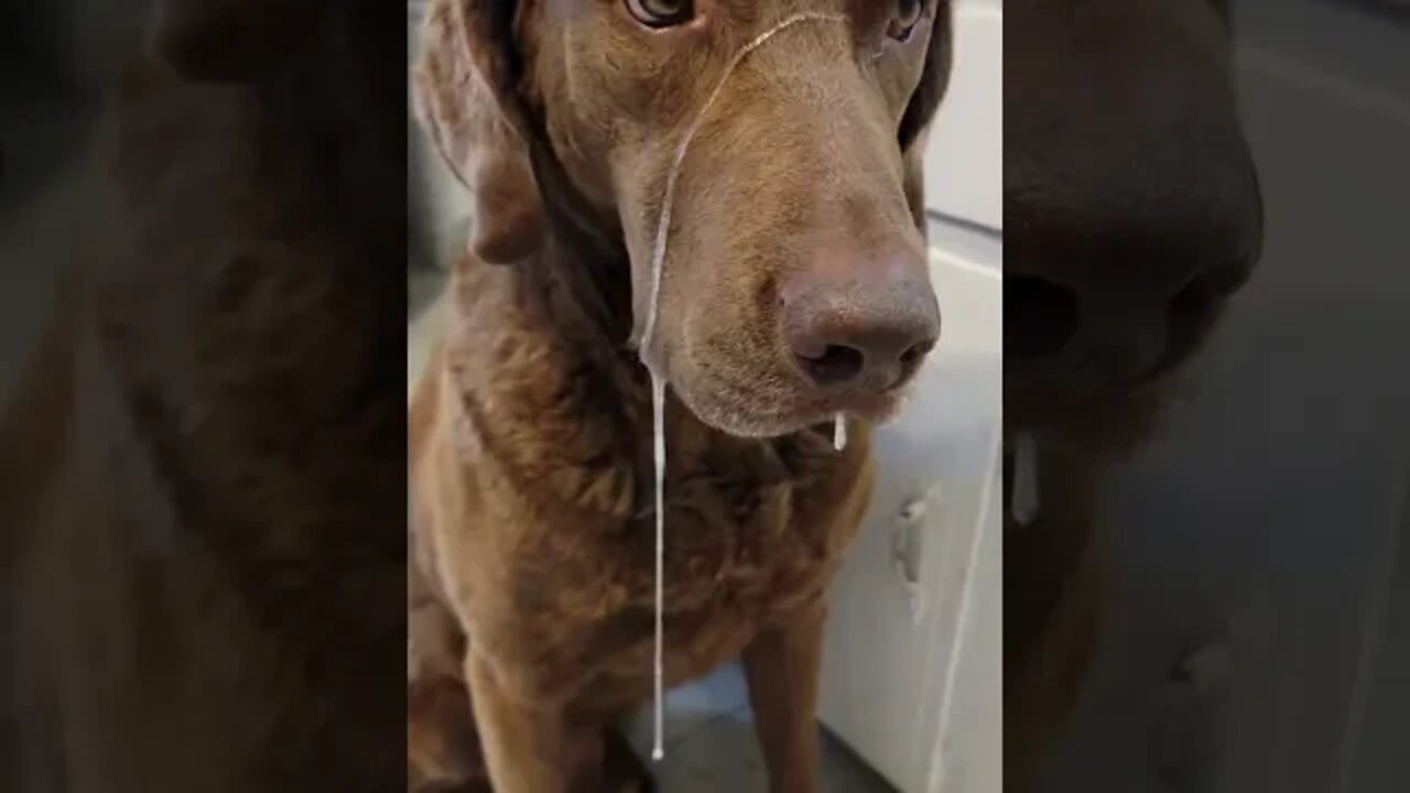 Momma made mees get da slobberies 😛 #slobberdog #droolies #sillydog #shorts