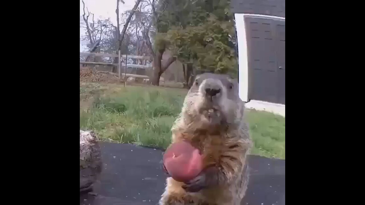 Nature's Snack Attack: Beaver Munchies go Viral!