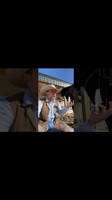 I Keep Eating Them Too Fast! WagBar