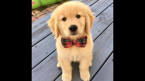 Wana laugh watch the best funny dog video of the year