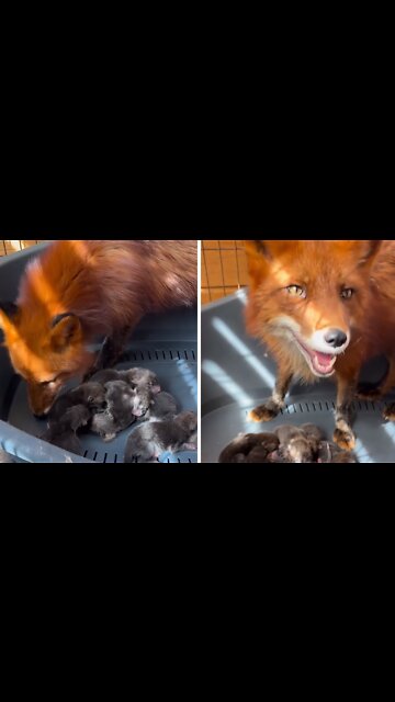 Mother fox is taking care of her babies 🦊❤️