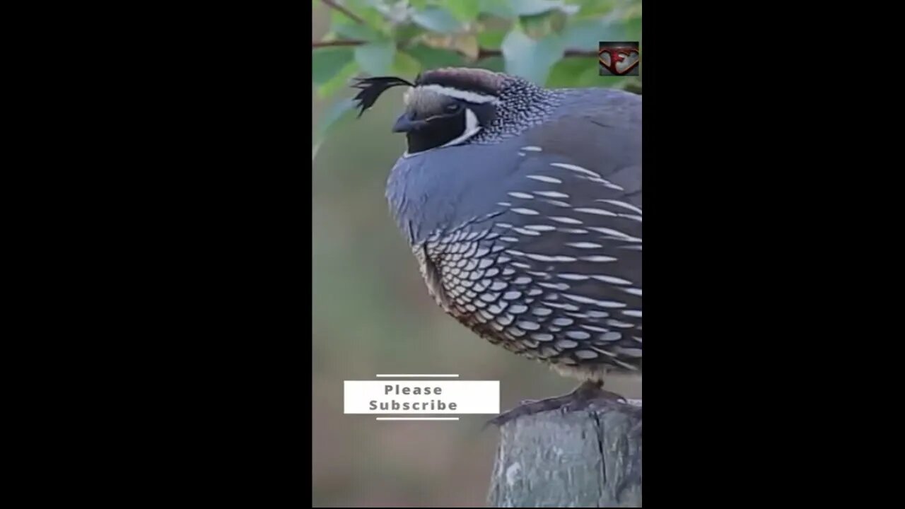 The California Quail Facts #shorts #interestingfacts #animals #birds