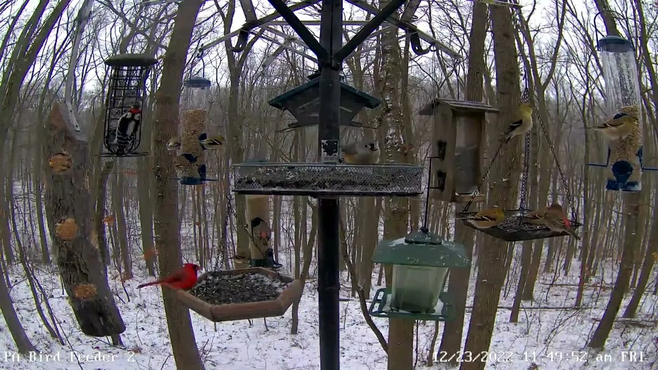 Two purple finches on PA Bird Feeder 2 - 12/23/2022