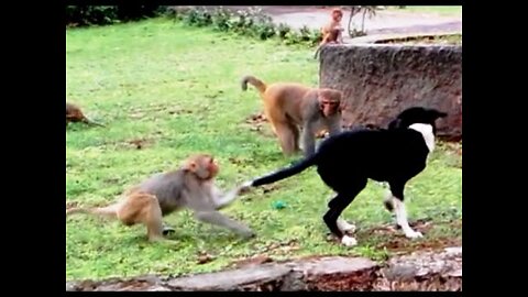 Dog and monkey funny video