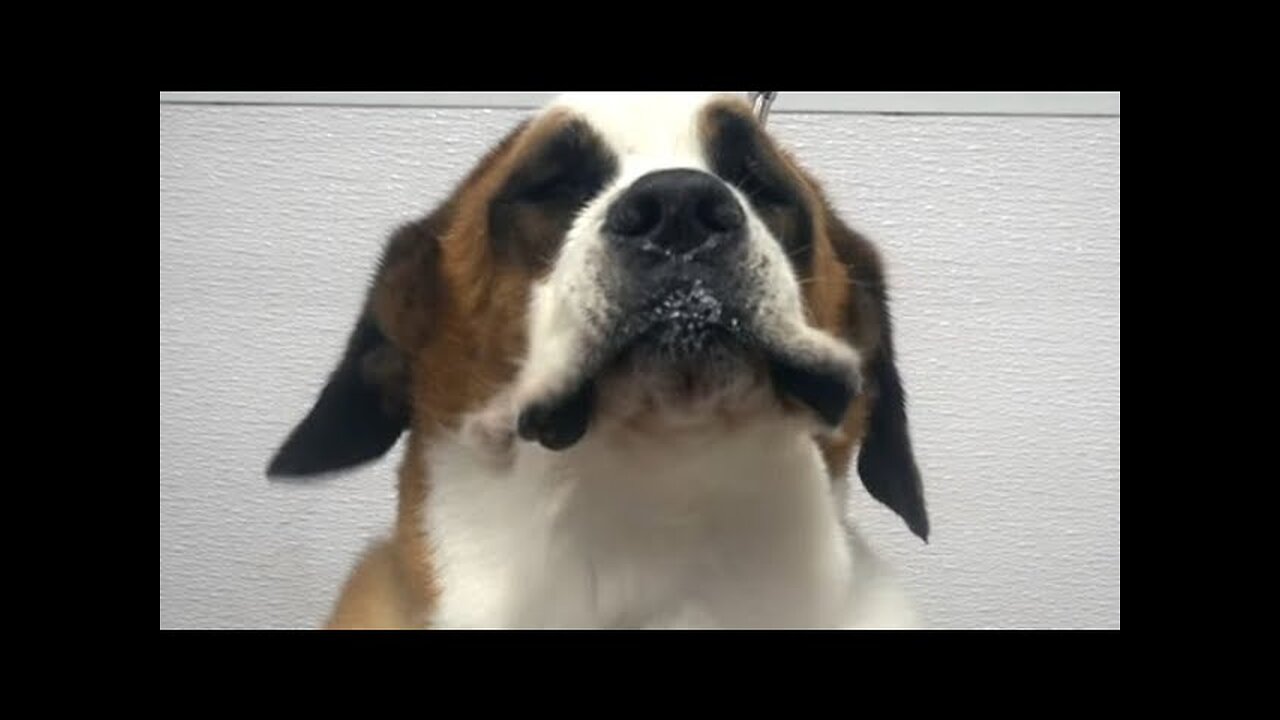 Very old Saint Bernard gets the pampering she deserves