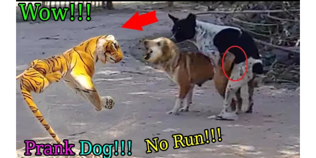 Prank on dogs must watch 😅 || so funny video dogs get pranked