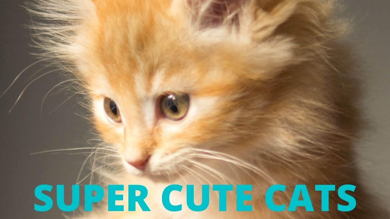 😾Cute pets and funny animals, compilation / pets garden pets.