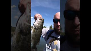 Monster Colorado largemouth bass!